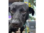 Mac, Labrador Retriever For Adoption In Carrollton, Georgia
