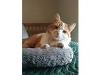 Sully, Domestic Shorthair For Adoption In Brantford, Ontario