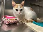 Bianca, Domestic Shorthair For Adoption In Pembroke, Ontario