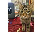 Bron, Domestic Shorthair For Adoption In Utica, Michigan