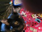 Mario - Petsmart Plantation Foster Home, Domestic Shorthair For Adoption In