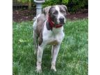 Barney, American Pit Bull Terrier For Adoption In Richmond, Virginia