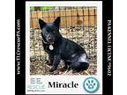 Miracle 040624, Labrador Retriever For Adoption In Kimberton, Pennsylvania