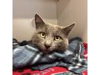 Gray, Domestic Shorthair For Adoption In Reisterstown, Maryland