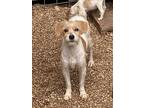Bon Bon, Parson Russell Terrier For Adoption In Bolivar, Missouri