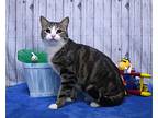 Ralphie, Domestic Shorthair For Adoption In Roanoke, Texas