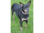 Jenna, Miniature Pinscher For Adoption In Lafayette, Indiana