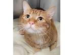 Simba, Domestic Shorthair For Adoption In Atlantic City, New Jersey