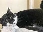 Nisha, Domestic Shorthair For Adoption In Portland, Oregon