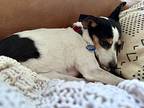 Pepper, Rat Terrier For Adoption In Escondido, California
