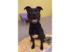 Ren, American Pit Bull Terrier For Adoption In Sterling Heights, Michigan
