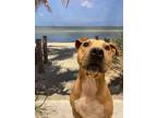 Ricotta, American Staffordshire Terrier For Adoption In Key West, Florida