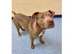 Honeybee, American Pit Bull Terrier For Adoption In Sterling Heights, Michigan
