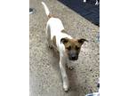 Cowboy, Terrier (unknown Type, Small) For Adoption In Rio Rancho, New Mexico