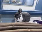 Tipps - Kitchener, Dwarf For Adoption In Kitchener, Ontario