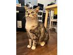 Nakita, Domestic Shorthair For Adoption In San Ramon, California