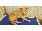 Brooklyn, American Staffordshire Terrier For Adoption In California City