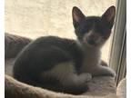 Stormy, Domestic Shorthair For Adoption In Scottsdale, Arizona