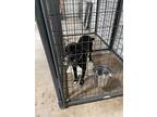 Winston, Labrador Retriever For Adoption In Gillette, Wyoming