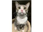 Joey Heartz, Domestic Shorthair For Adoption In Edmonton, Alberta