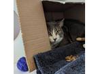 Sly, Domestic Shorthair For Adoption In Martinez,