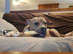 Henry, American Pit Bull Terrier For Adoption In Skokie, Illinois