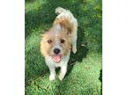 Bubba, Jack Russell Terrier For Adoption In Papillion, Nebraska
