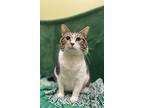 May May, Domestic Shorthair For Adoption In Dickson, Tennessee