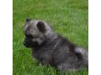 Keeshond Puppy for sale in Rossville, IN, USA