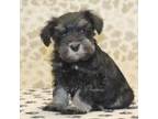Schnauzer (Miniature) Puppy for sale in Denver, PA, USA