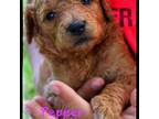 Goldendoodle Puppy for sale in North Adams, MI, USA