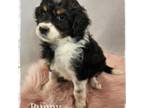 Aussiedoodle Puppy for sale in Farley, IA, USA