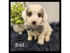 Mutt Puppy for sale in Farley, IA, USA