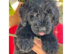 Schnauzer (Giant) Puppy for sale in Ocala, FL, USA