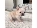 French Bulldog Puppy for sale in Victorville, CA, USA