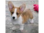 Cardigan Welsh Corgi Puppy for sale in Casa Grande, AZ, USA