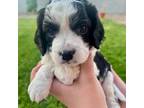 Cavapoo Puppy for sale in Glendale, AZ, USA