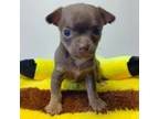 Chihuahua Puppy for sale in Emory, TX, USA