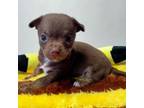 Chihuahua Puppy for sale in Emory, TX, USA
