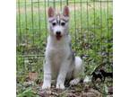 Siberian Husky Puppy for sale in Rockwall, TX, USA