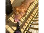 American Bull Dogue De Bordeaux Puppy for sale in Russellville, AR, USA