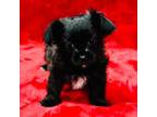 Shorkie Tzu Puppy for sale in Booneville, MS, USA