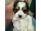 Yorkshire Terrier Puppy for sale in Independence, KY, USA