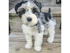 Schnauzer (Miniature) Puppy for sale in Benton, KY, USA