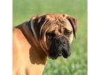 Bullmastiff Puppy for sale in Chickasha, OK, USA