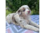 Miniature Australian Shepherd Puppy for sale in Gadsden, AL, USA