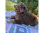 Miniature Australian Shepherd Puppy for sale in Gadsden, AL, USA