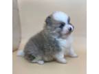 Pomeranian Puppy for sale in Gadsden, AL, USA