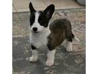 Cardigan Welsh Corgi Puppy for sale in Casa Grande, AZ, USA