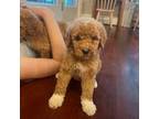 Goldendoodle Puppy for sale in Franklin, TN, USA